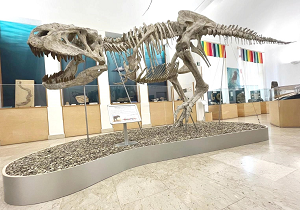 RedazioneDedalo's tweet photo. Comiso-prorogata la mostra Dinosauri al Museo: il Tarbosauro resterà esposto fino al 25 gennaio 2026
https://t.co/U8c0dzoNBq
#Comiso #Dinosauri #Museo #Tarbosauro #Paleontologia #Sicilia #Mostra https://t.co/ESGRlqqZSI