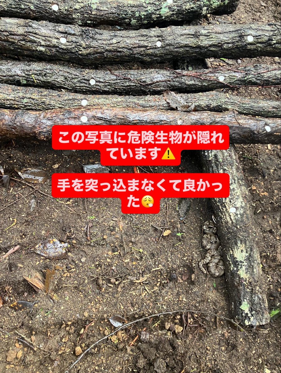 avc0024's tweet photo. 今年もお見えになりました！
怖いやつ😱😱
ホダ起こししてる最中に発見💡
木の下に無意識に手を突っ込まなくて良かった😮‍💨

干して食べます　笑
マムシの胆嚢も体にいいとのことなので生で食べてみました　笑
苦すぎる😭 https://t.co/K7E9NHE13i