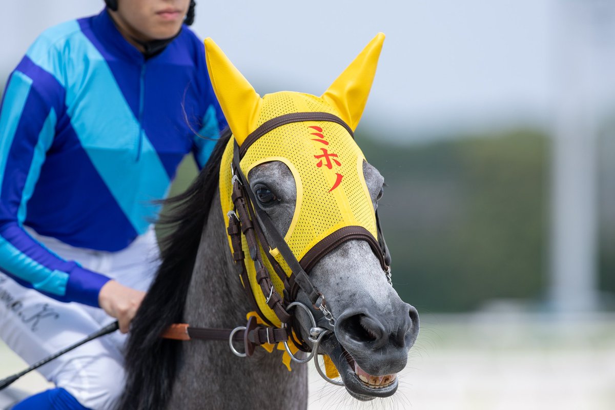 HOKARIstable's tweet photo. 大井競馬 第5回 
6/29 第1日1R
シンプウミホノ🏇加藤雄真騎手
11着
ミホノちゃん、マイメンコで挑んだんですが、、、😭 https://t.co/M1K88ZxMsP