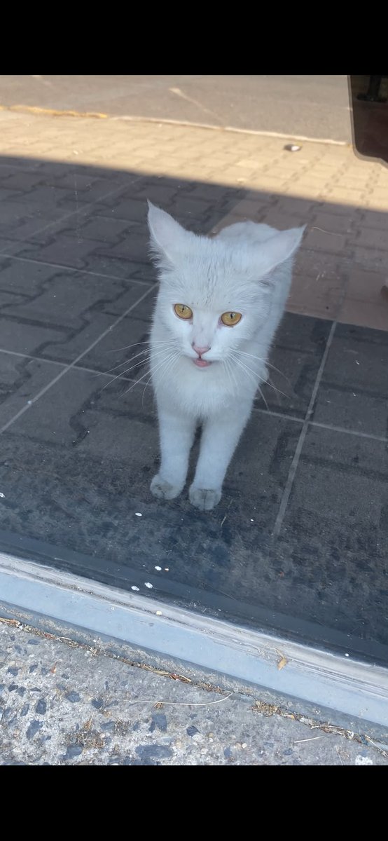 lorienluthien's tweet photo. SAHİPLENDİRME İLANIDIR!!!!!!! 
 İstanbul içi dişi kedi. Geçmişi bilinmiyor, bir gece ansızın besleme yaptığımız bir yere (koskoca bir blok) terkedilmiş. Terk edilirken görenler olmuş ama durduramamışlar. Kısırlaştırılma şartı ile sahiplendirilecektir, istanbul içi teslim bende https://t.co/UAM5pjaOMQ