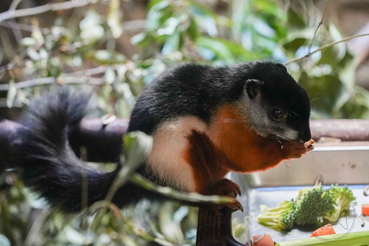 東南アジアは、大型で美しいリスの宝庫🐿️ 日本では見られない、色彩