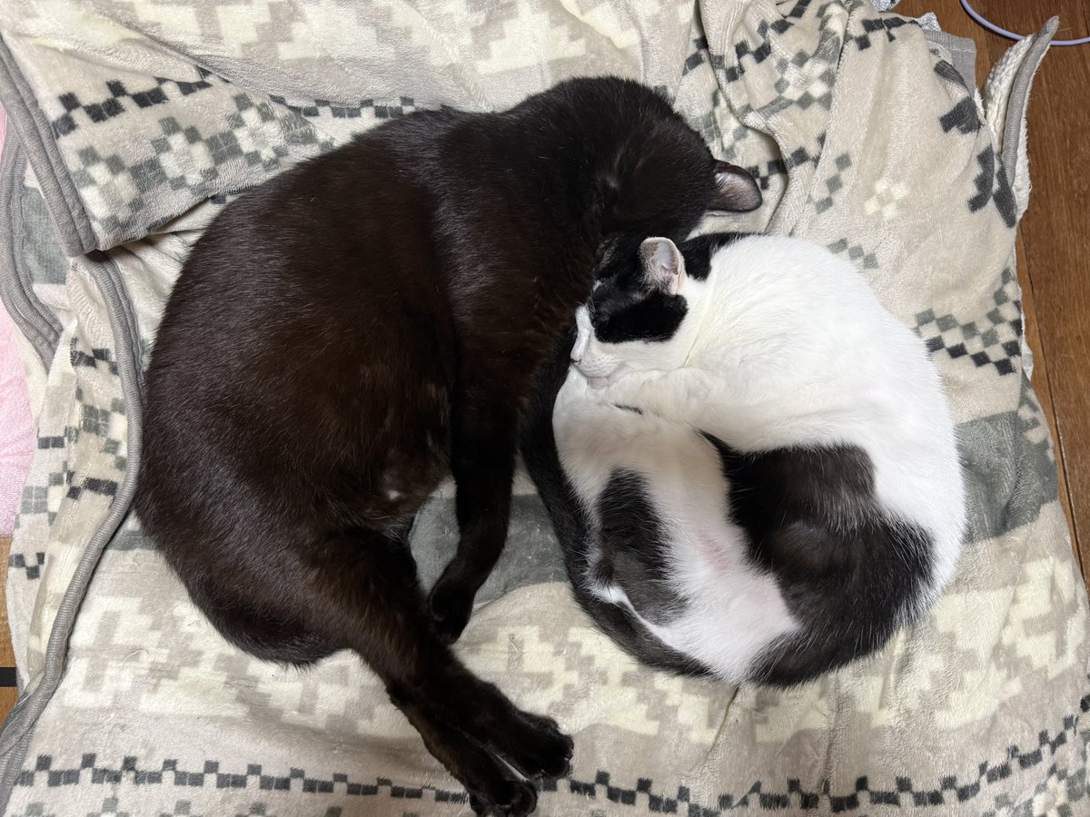 mori146's tweet photo. 実家にいた間に撮った猫たち https://t.co/BvXdlQysF7
