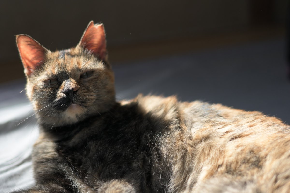m_nekosub's tweet photo. 夕方の日光浴が好き
#サビ猫はいいぞ #猫のいる暮らし https://t.co/BCuN3bpxOf