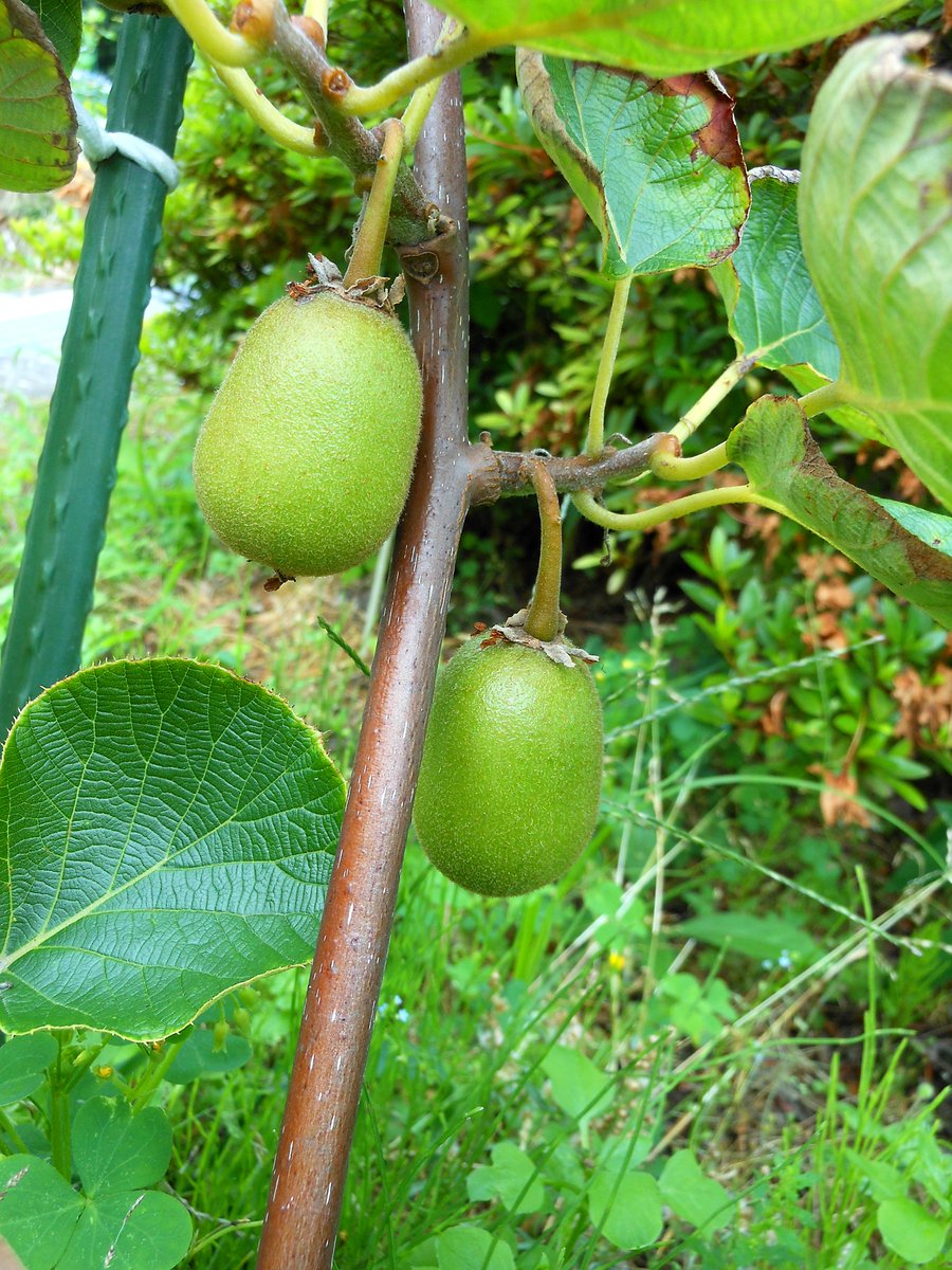 __raimu______'s tweet photo. 苗木を植えて3年目
初めてキウイの実が出来た🥝 https://t.co/cgjevnXwX4