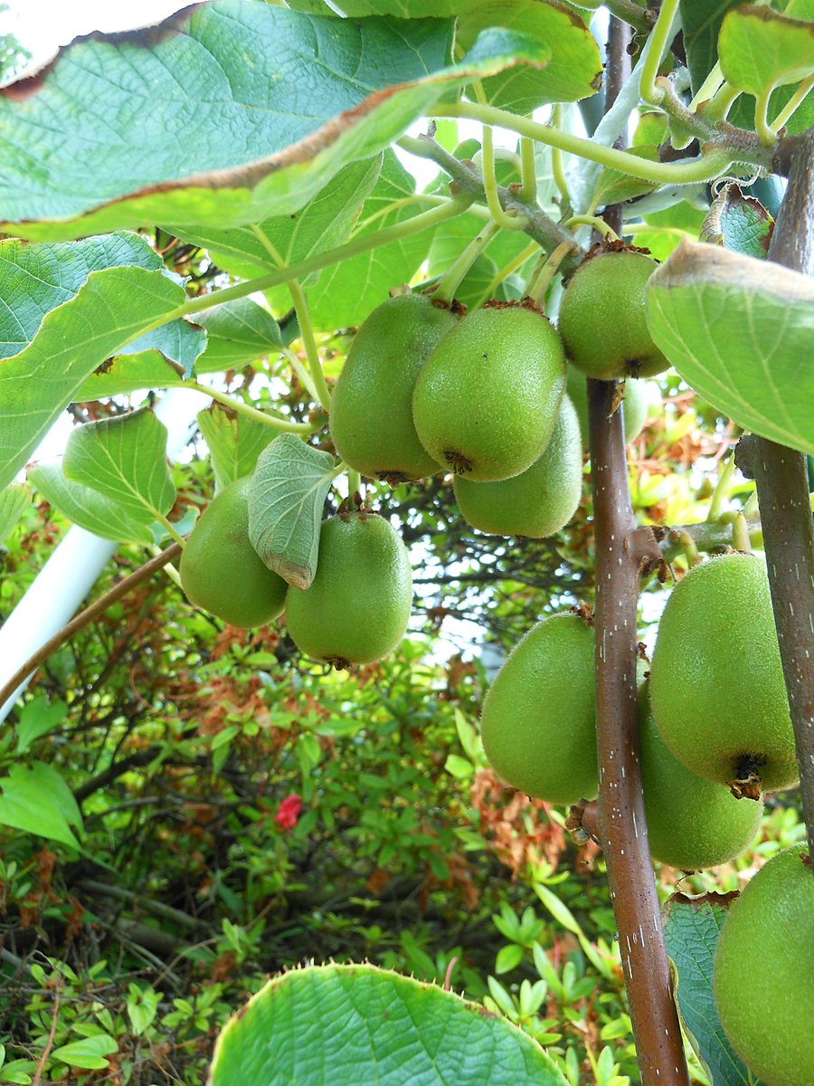 __raimu______'s tweet photo. 苗木を植えて3年目
初めてキウイの実が出来た🥝 https://t.co/cgjevnXwX4
