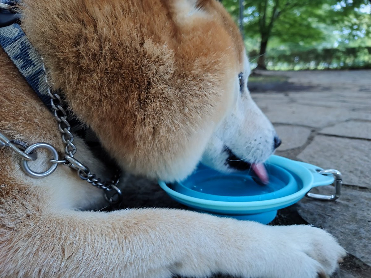 armedshepherd's tweet photo. やっと飲んだ #柴犬 https://t.co/ZhWve3C70I
