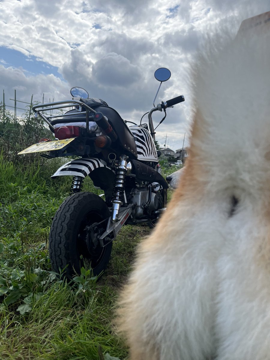 mayumi008's tweet photo. 久々にシマウマ（ゴリラ）で畑へ
普段はインジェクションのクロスカブばっか乗ってるから、季節の変わり目のキャブ車はご機嫌取りむずかしかった〜
でもやっぱ面白いね！
このゴリラは1986年式だから同い年…だからクラシックカーとは呼びたくないぞ https://t.co/Cbr5jBgl9d