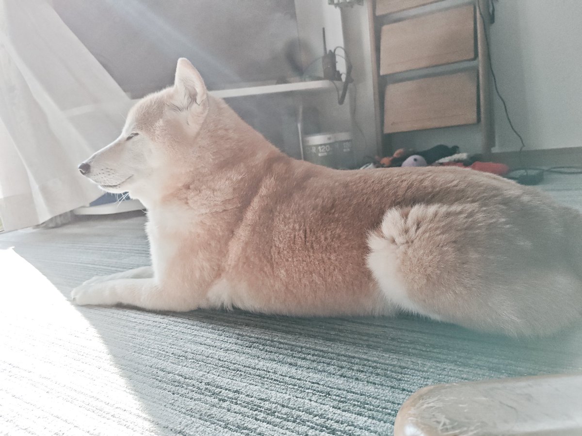 marushy1024's tweet photo. 風と光を浴びる犬 https://t.co/2gtNiGsNmE