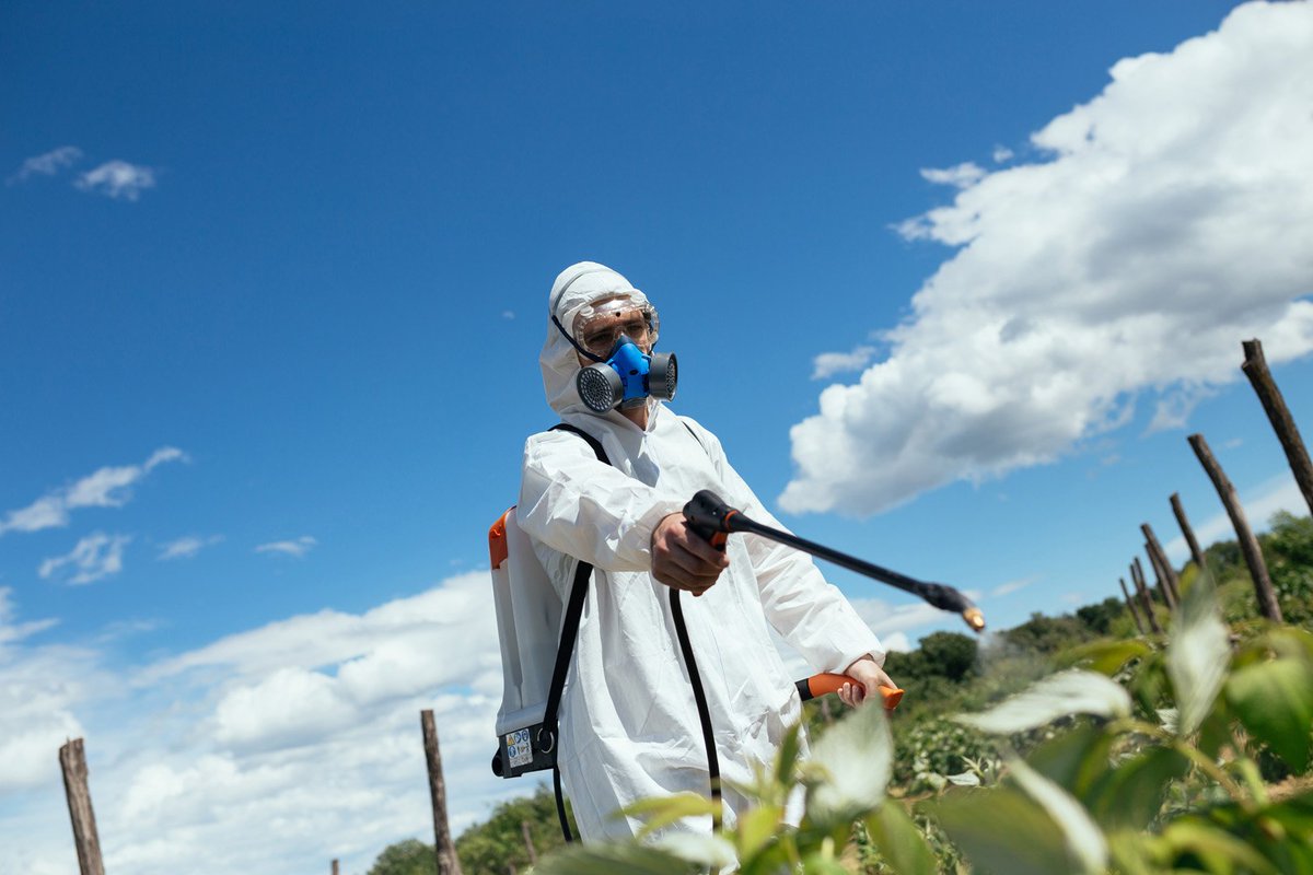 SamaHoole's tweet photo. THE GLYPHOSATE TIMELINE

1950: First synthesised. Its early career was as a chelator, a descaling agent that gripped metals tightly enough to strip scale out of pipes and boilers.

1970: A Monsanto chemist notices it kills plants. It goes on sale from 1974 as Roundup.

Late 1970s: IBT and Craven, the labs running Monsanto's safety testing, are caught falsifying data. Three IBT executives are convicted. Nobody re-checks every approval that leaned on their results.

1985: The EPA classifies glyphosate a Class C "possible human carcinogen," on the back of kidney tumours in mice.

1991: The EPA quietly downgrades it to "evidence of non-carcinogenicity," just as Monsanto readies its Roundup Ready crops.

1996: Those crops launch. Glyphosate use climbs more than fifteenfold.

2015: The WHO's cancer agency rules it "probably carcinogenic to humans."

2017: The Monsanto Papers surface in court, internal emails showing the firm ghostwriting its own "independent" safety reviews. California lists it as a carcinogen the same year.

2018: Bayer buys Monsanto for $63bn and inherits the lawsuits. The first Roundup cancer trial returns a guilty verdict within weeks.

2019: A single jury awards two cancer patients $2 billion.

2022: A CDC study finds glyphosate in roughly 80% of American urine samples.

Today: Still the most sprayed weedkiller in history, across hundreds of millions of acres, turning up in rain, rivers and people.

And we are, apparently, still "gathering evidence."