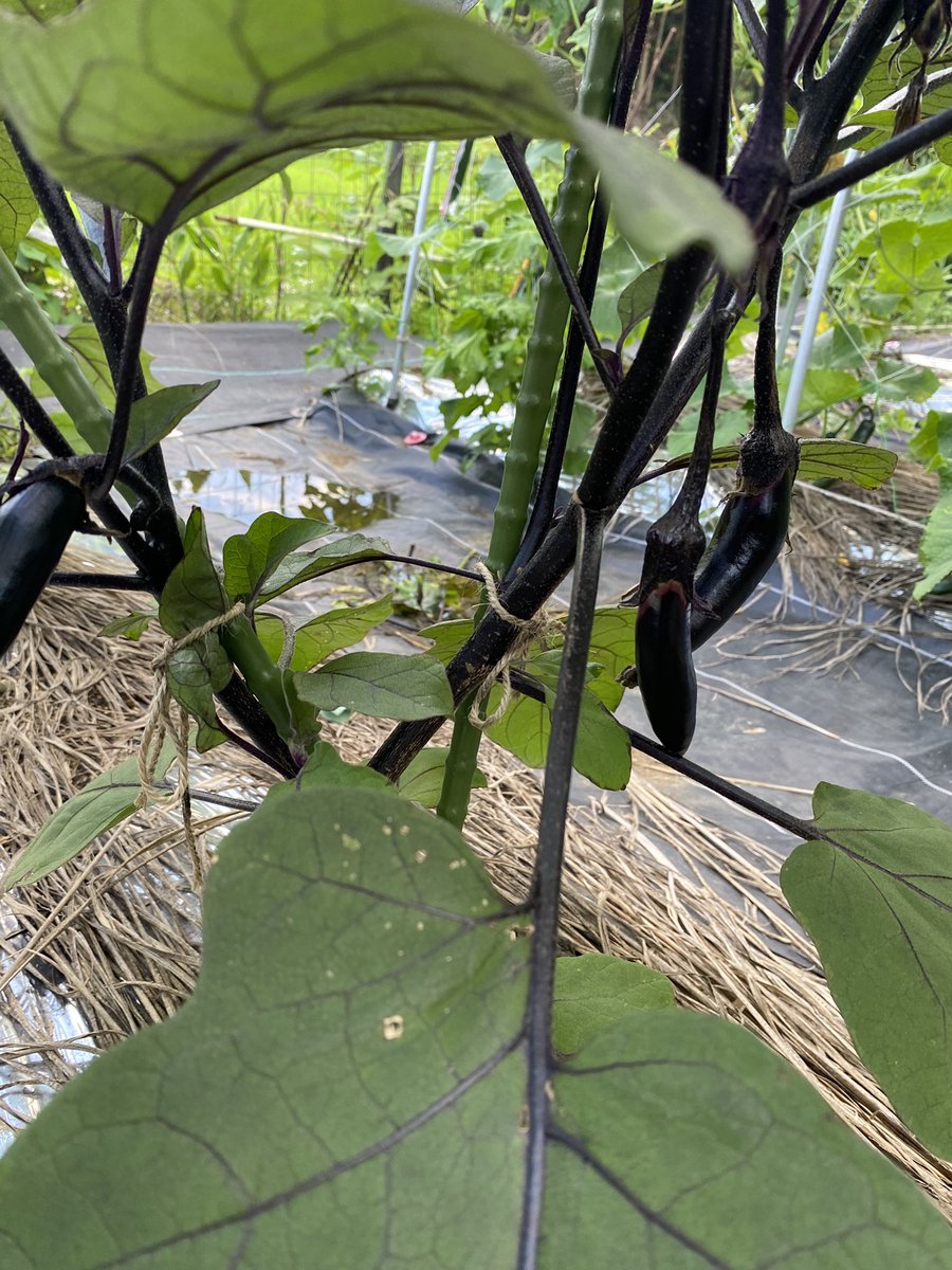 i_op6s's tweet photo. 今日の畑🥒ナスがんばれ〜！トマトも赤くなってきて楽しみ！
ほとんど手をかけてないけどなんとか成功してる！土づくりの大切さ学びました😊💯

#家庭菜園
#AG土力
#AG畑の免疫力
#AG分解力
#AGシンウィード
#NNSアンバサダー
@NNS_nougyou https://t.co/pPzwKJ9yOb