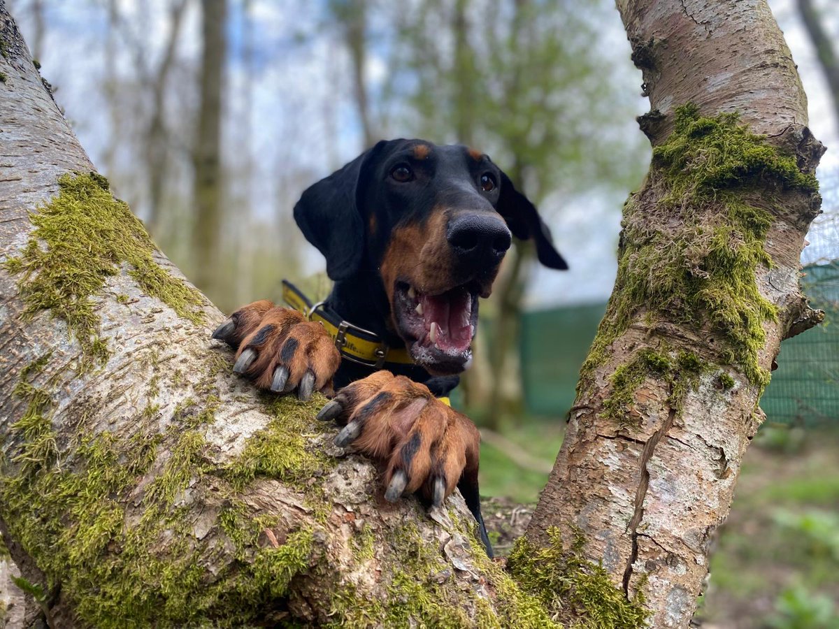 DT_WestCalder's tweet photo. Daphne wants to show you her toe beans! 😆

Daphne is full of life and adores playing with her toys! She will even throw them in the air and play with them herself. Daphne came to us with very little history so we are looking for someone who is home for most of the day! 🏡

Daphne loves exploring in quieter areas where she can sniff at her own pace. She can forget her size and forgets she is no longer a puppy so will need someone who is experienced with training larger breeds! 🌺

Can you give Daphne her forever home? Apply here 👉 https://t.co/qIU0ZyfXnY