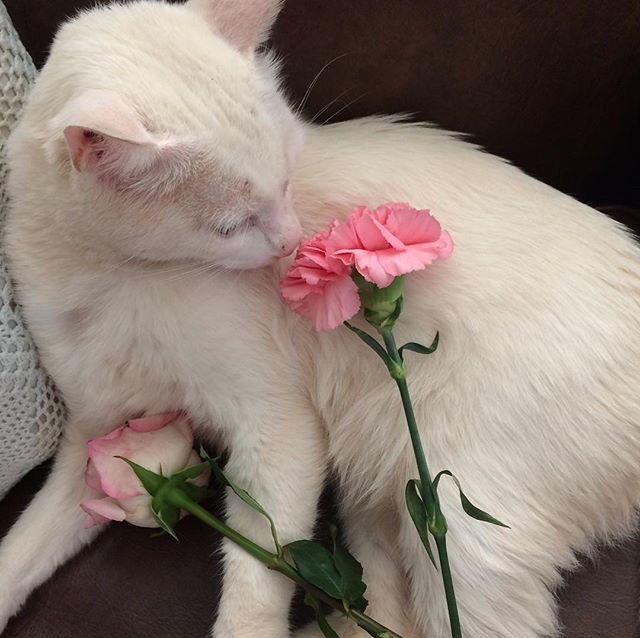 yukittylvr's tweet photo. 🌸 https://t.co/v4n1yeZfzj