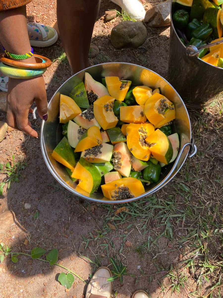 ngambaisland's tweet photo. What a way to start a new week with fresh, nutritious foods for our chimps. 
Providing a balanced diet is a commitment we never compromise on. 
Join us for an exclusive Chimpanzee experience. watch feeding time up close and discover the beauty of chimpanzee care. #remeberingAsega https://t.co/V0XfXjv4V5