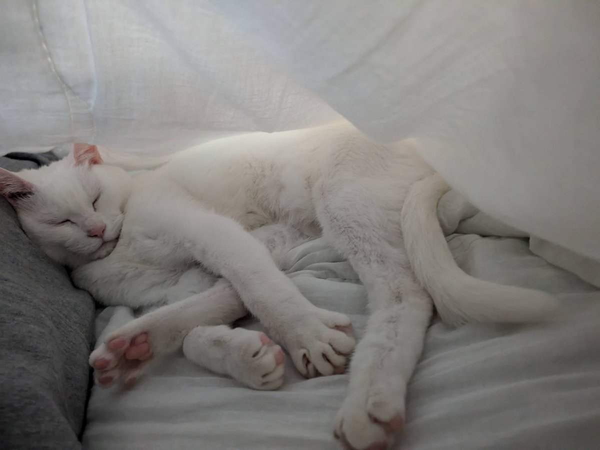18xRima's tweet photo. Q）入退院の多い飼い主のせいで、長距離移送＆よその家にお泊まり保育が多いようですが、猫にとってストレスではないのですか？

A）ご覧ください、弊猫の預け先の姿を https://t.co/6RAD6T4Kx2