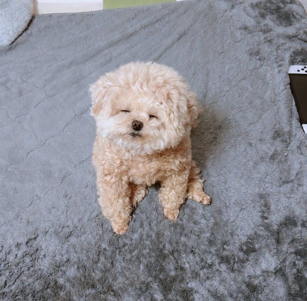 Fuwancho319's tweet photo. ゴミ捨てに出て5分くらいで戻るとこの状態で寝てた🧸

#ポメプー https://t.co/m8I5rSUBWd
