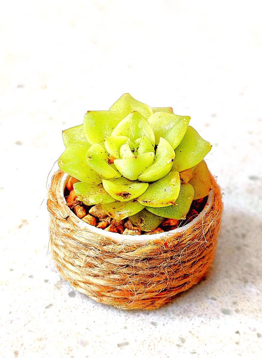 Yunjimin13's tweet photo. Just upcycled an old mason jar into a mini succulent planter for my desk! Saved $5 and got a cute little green buddy  #DIYCraft #UpcycleIdeas， https://t.co/InBNrtgaYD