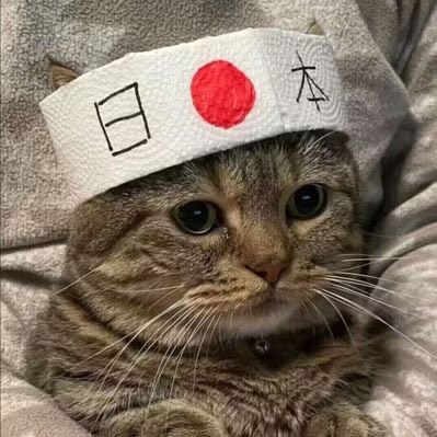 魚を愛する猫⛩️8964 tweet media
