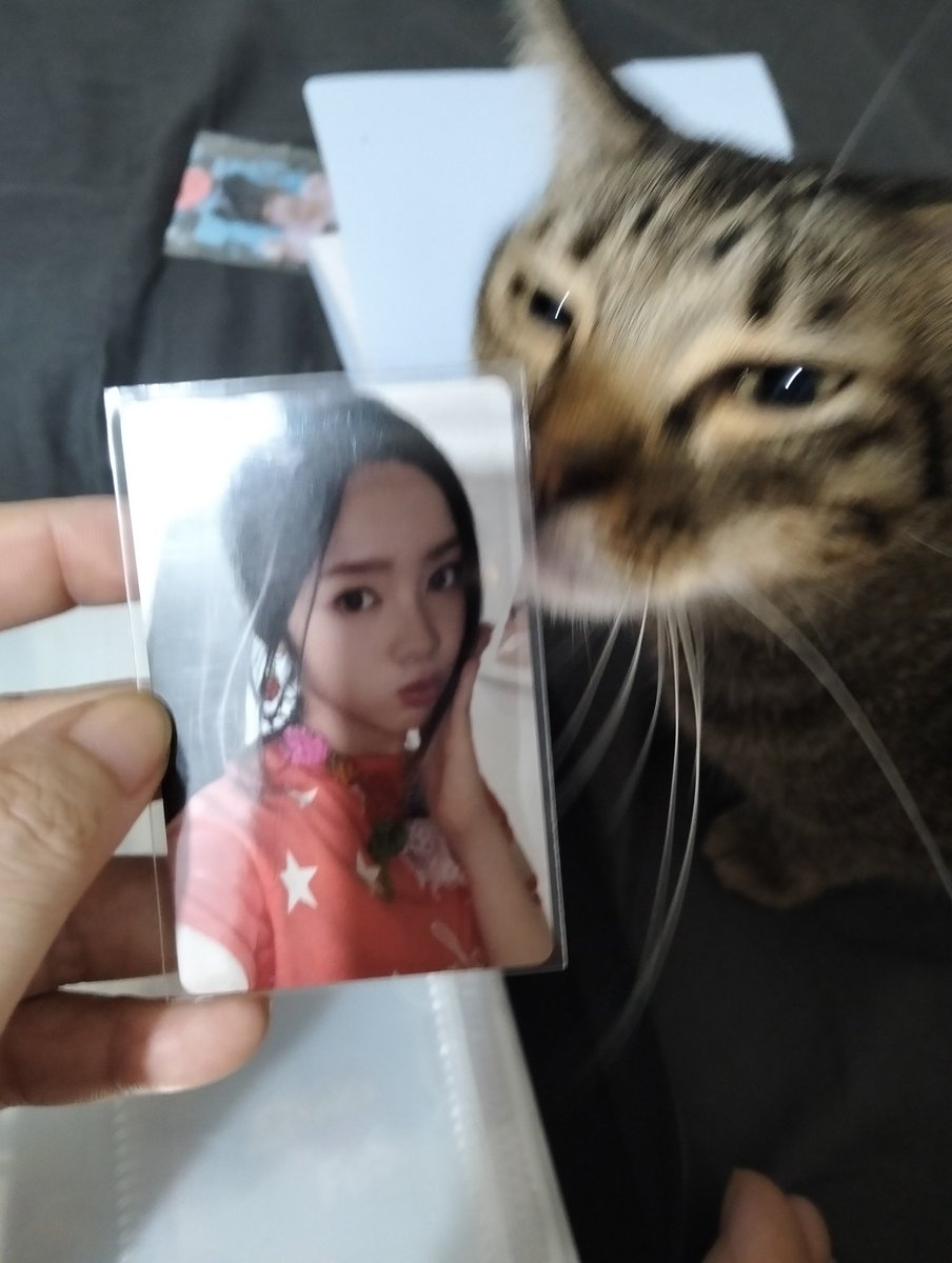 theMeowMachine's tweet photo. I think #ELISIA  is my cat's bias https://t.co/jP5hqjAXpl