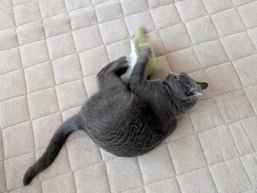 18xRima's tweet photo. Q）入退院の多い飼い主のせいで、長距離移送＆よその家にお泊まり保育が多いようですが、猫にとってストレスではないのですか？

A）ご覧ください、弊猫の預け先の姿を https://t.co/6RAD6T4Kx2