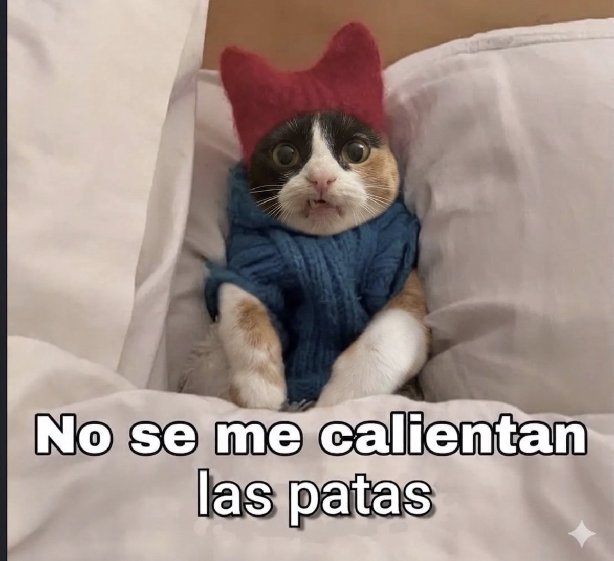 MundoDeBigotes's tweet photo. https://t.co/J5slOAbEmg