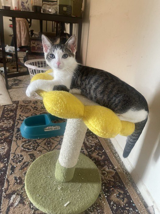 cvntydeity's tweet photo. Last night one of my sweet babies unexpectedly passed away and another is suddenly sick, I'm now left with 2 healthy remaining kittens, a month ago I was given 30 days to move and unfortunately between moving expenses and vet bills I can no longer afford to keep them. As much as- https://t.co/uTHqWqWPgq