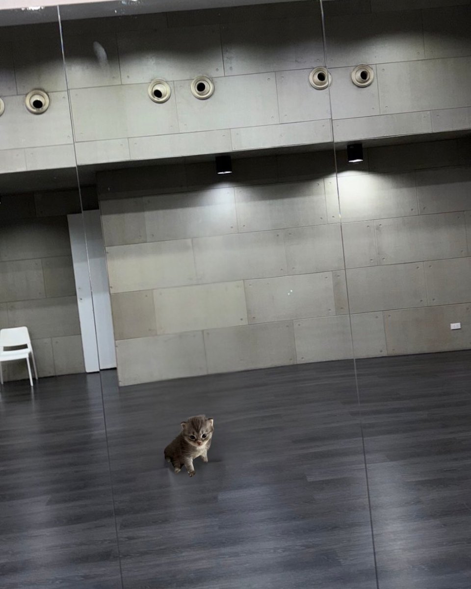 Peodiime's tweet photo. วันนี้แมวเด็กไปซ้อมล่ะ ￼￼￼😽 https://t.co/04sGYnbulL