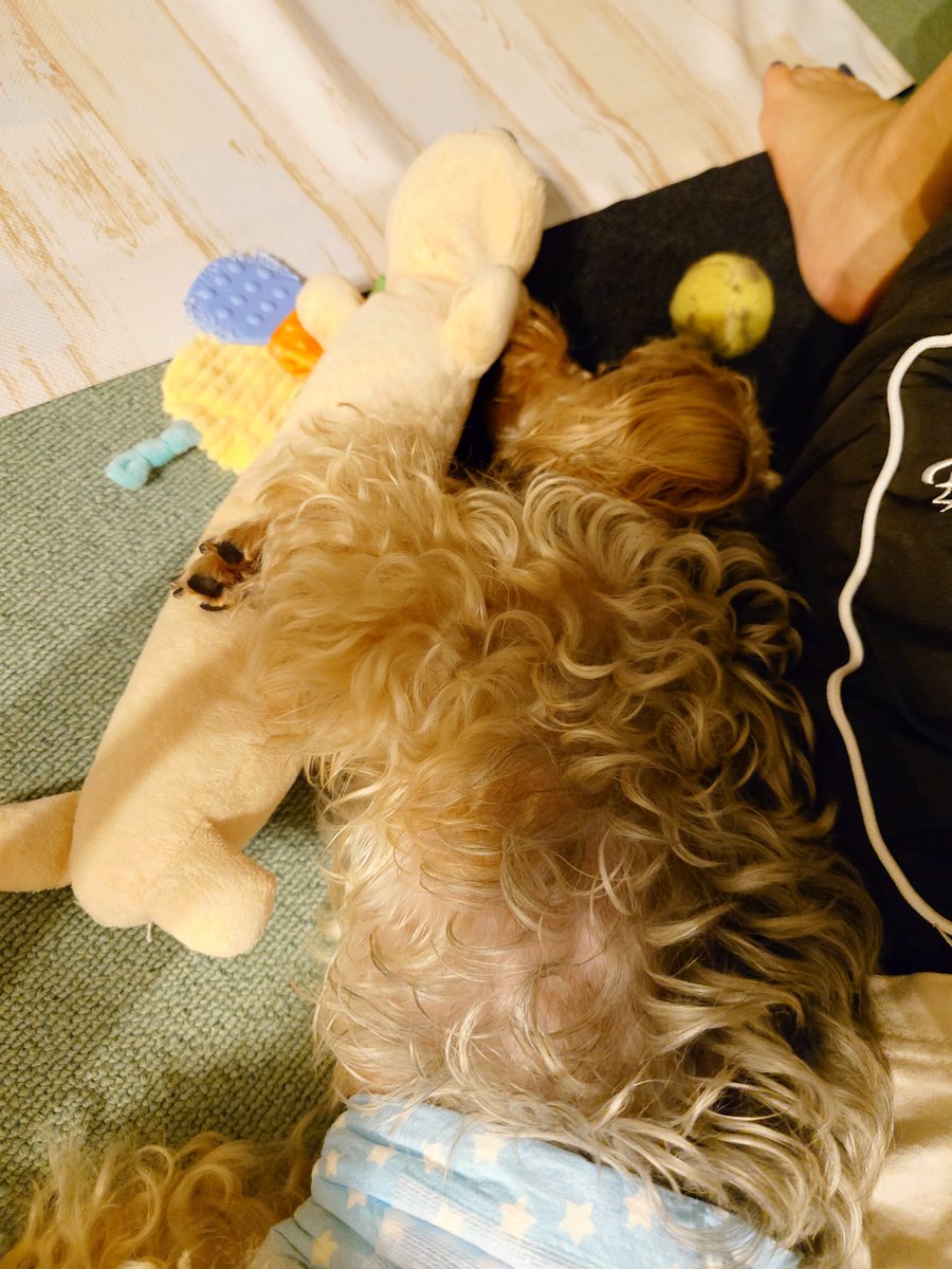 rimu0404's tweet photo. 遊び疲れて相棒と寝ちゃった🐶
#いぬのいる暮らし https://t.co/b8Glc1O0R8