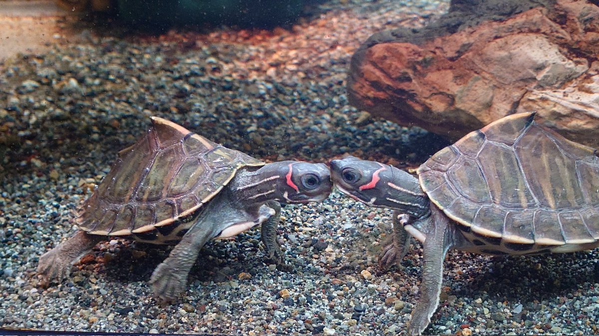 ReptileBridge's tweet photo. カメぇぇ〜🐢

#爬虫類
#セオレガメ
#セタカガメ https://t.co/k8Ql2Mp1Mq