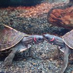Photo by Reptile Bridge (@ReptileBridge)
