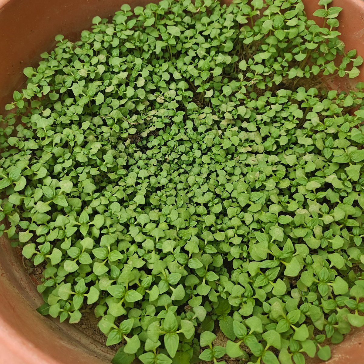 V_TheHuman's tweet photo. Sabja Seeds Gamle Me Daalo Aur Pizza Ke liye Basil 15 din me Ready 🫶❤️‍🔥 https://t.co/ddgXJFiqSG
