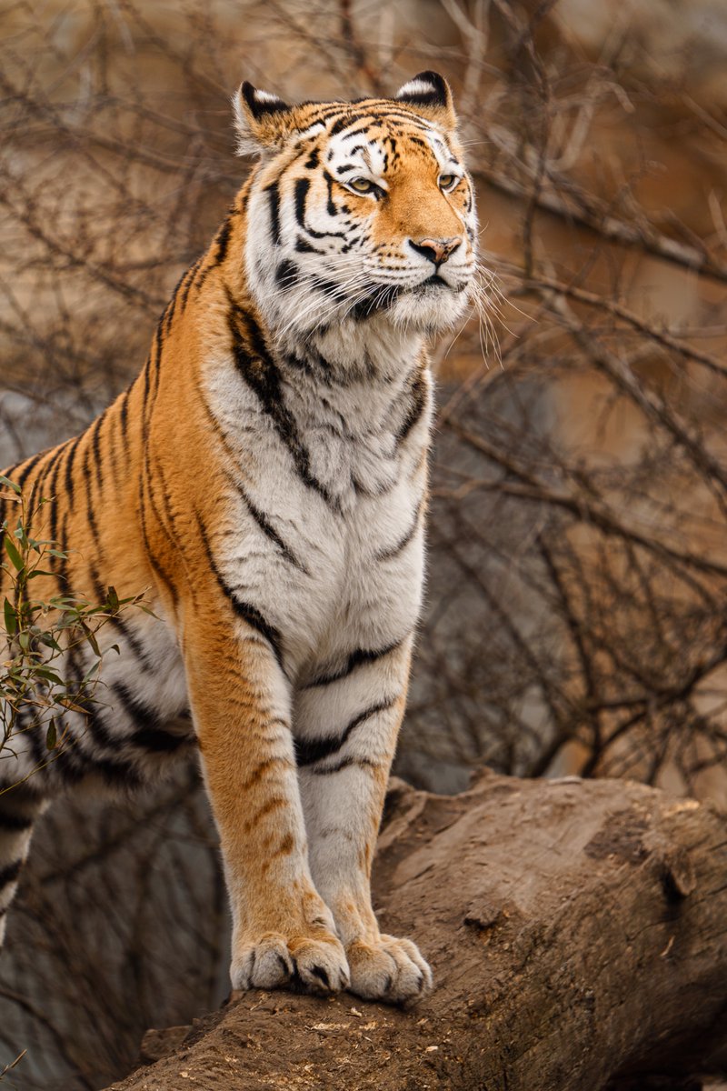 F_Pillinini's tweet photo. Stunning Tigers https://t.co/XaVNMTzkHF