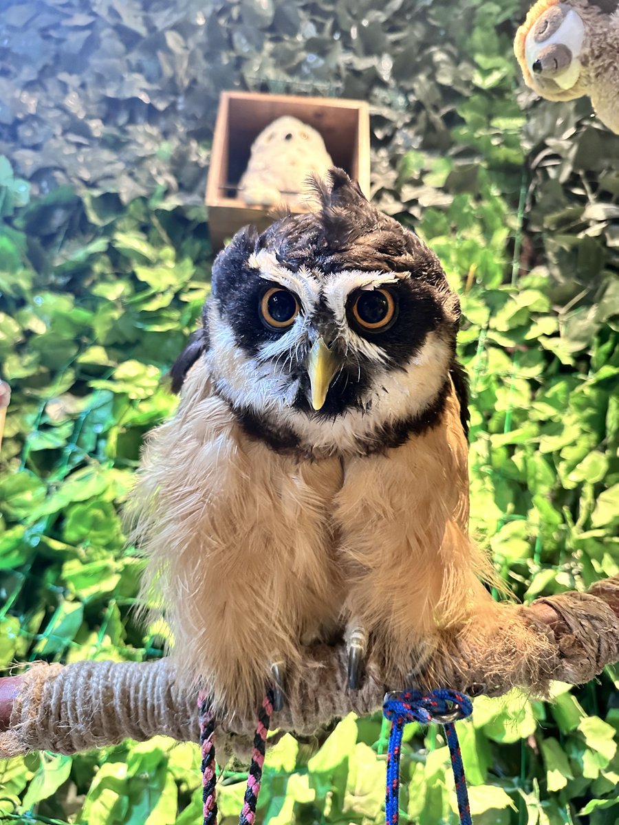 メガネフクロウのルピちゃんが お爪と嘴メンテナンスのご利用で 遊びに