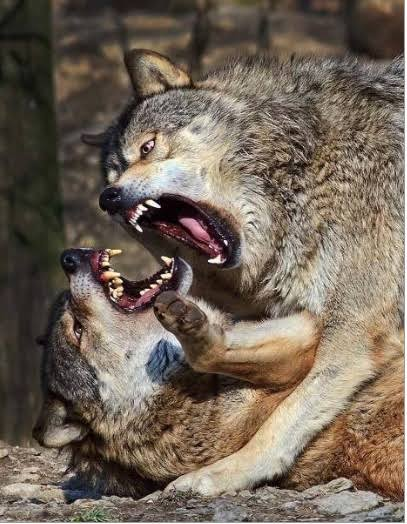 GustavoAdolf_'s tweet photo. Cuando un lobo va perdiendo la pelea contra otro lobo y entiende que ya no tiene posibilidades de ganar, le ofrece la yugular al oponente, como si dijera: 
- He perdido,acabemos con esto de una vez. 
Sin embargo, el lobo ganador, inexplicablemente, se paraliza. Una fuerza milenaria le impide matar al que desde la humildad reconoce la derrota. Algún mecanismo primario, incrustado en el ADN o mas allá de el, se dispara en el lobo ganador y le recuerda que la especie es mas importante que el placer de eliminar al contrincante.  Ambos lobos se alejan y la rueda de la vida continúa. Humildad.