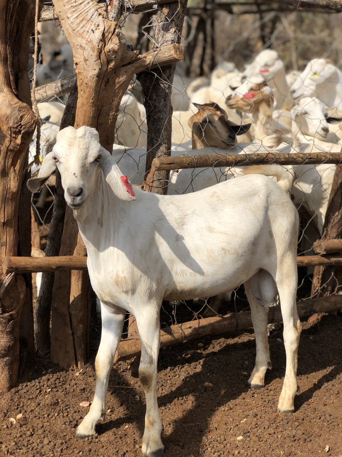 gallagoatstud's tweet photo. Home of pure bred Galla goat genetics 🧬 🐐💯 https://t.co/wCxF2w2A4u