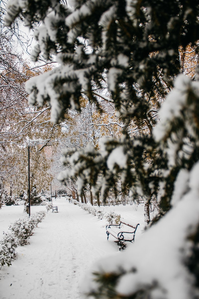 backagain333581's tweet photo. Wow! Fresh white snow makes the whole park look like a magic fairyland today  #WinterVibes https://t.co/KrebtkpAP5