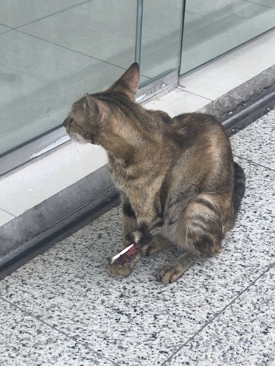Jawaher1fe's tweet photo. #إنقاذ #Animalrescue #كاس_العالم_٢٠٢٦ #يارب #WorldCupWatch #catlover #cat https://t.co/pVoKY2Rgur