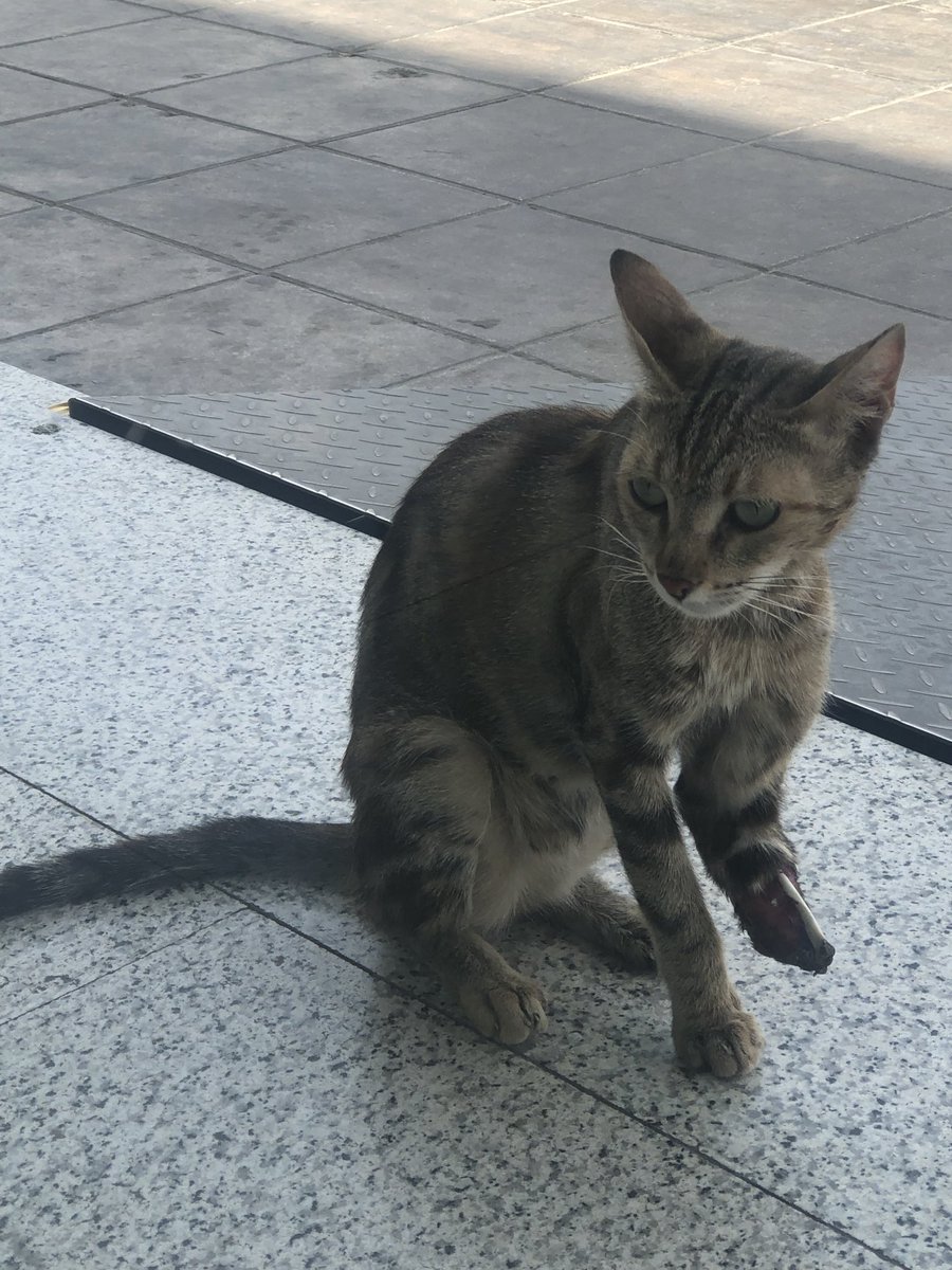 Jawaher1fe's tweet photo. #إنقاذ #Animalrescue #كاس_العالم_٢٠٢٦ #يارب #WorldCupWatch #catlover #cat https://t.co/pVoKY2Rgur