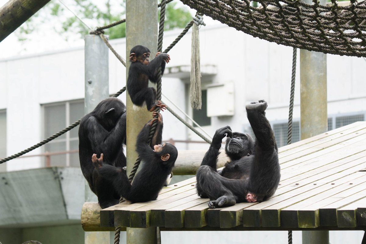 ⭐︎チンパンジー⭐︎ チンパンジー 多摩動物公園 202606