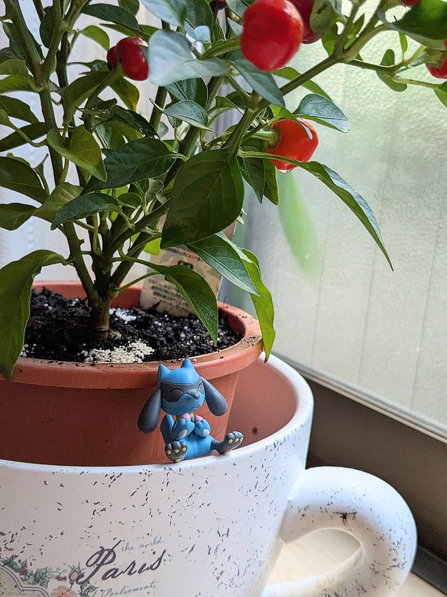 RRaaruRR's tweet photo. このコ、ガチャで来てくれたんだけど、あまり知らないコなんだよね〜

って言ったらアヤツが
「なんでやねん、ぽこあでめっちゃ助けてもらったやろ」

…！！ホントだ！失礼しました、その節はお世話になりました！ https://t.co/axjjIb5XJv