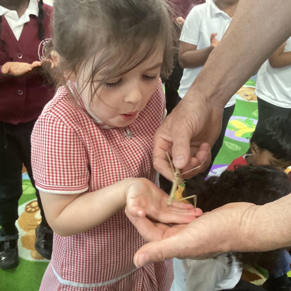 LittleParndon1's tweet photo. EYFS and Year 2 were lucky enough to have a visit from BugFest last Friday. We got to see lots of creepy crawlies including giant snails, tarantulas, stick insects, cockroaches, millipedes, centipedes and beetles. https://t.co/bcbxnSNZHr
