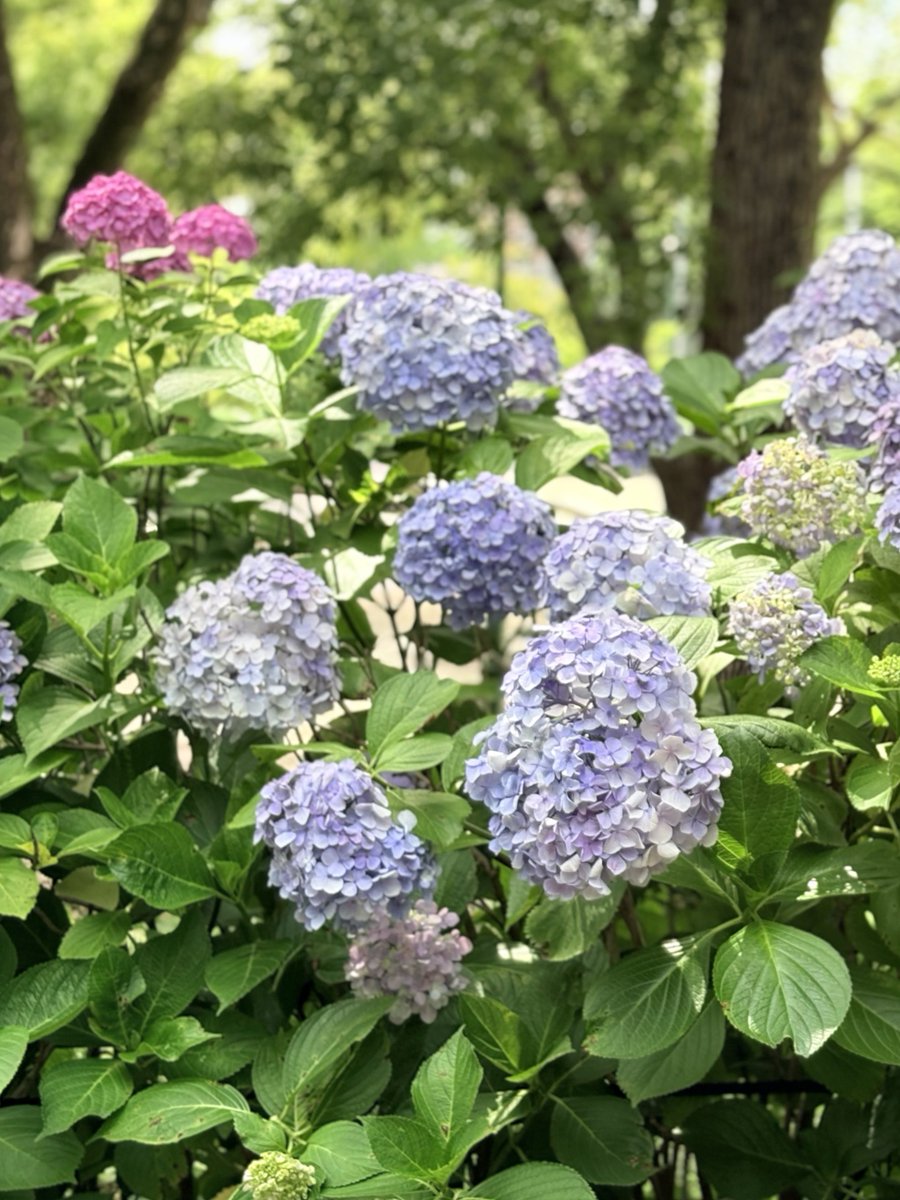 omi___chan_'s tweet photo. 家族3人で紫陽花を見に行ってきた🫶
同じ場所に咲いていても色がピンク、紫、青と様々で不思議🫧
息子もじっと見つめていた👀✨ https://t.co/ECOzH4XpoP