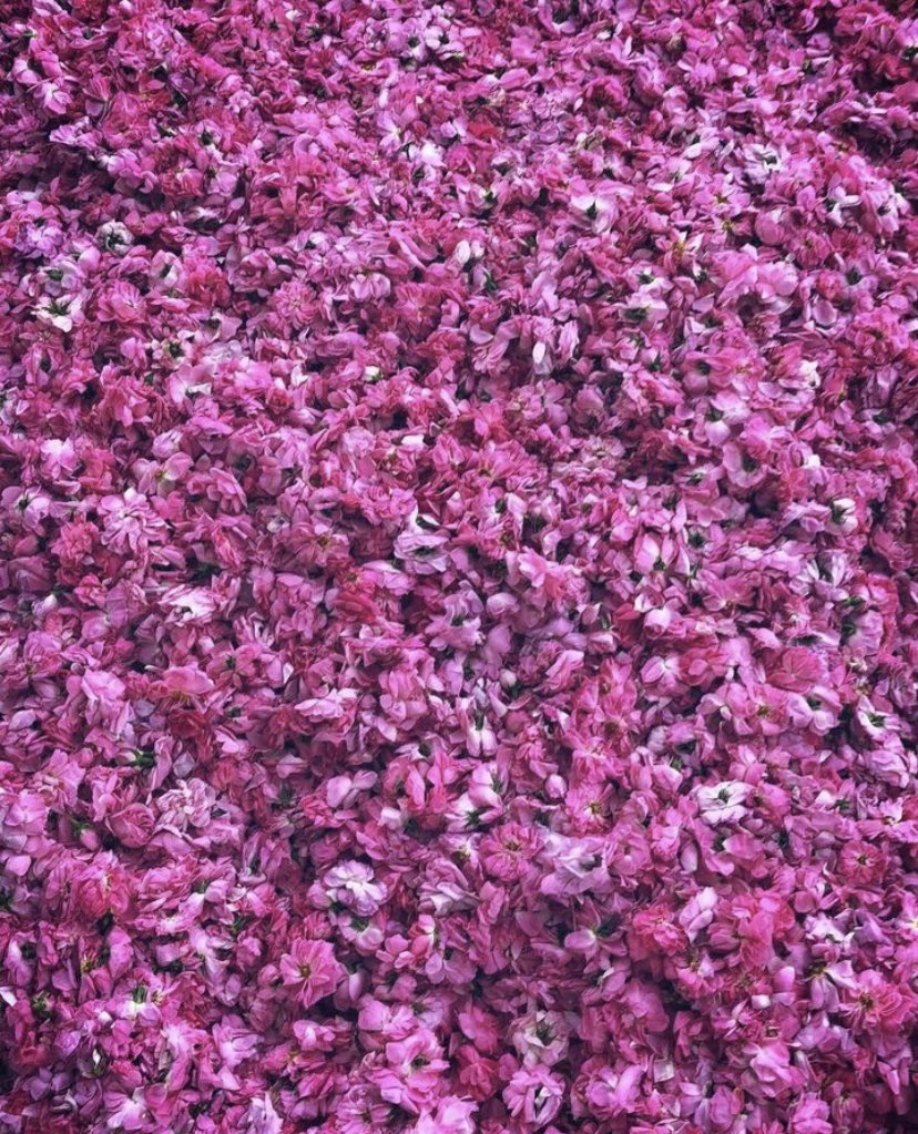 theholymosques's tweet photo. Taif rose fragrance is considered one of the most expensive rose perfumes in the world. Since its cultivation blossomed in the region during the Ottoman era, it has been prized by kings as a precious gift, and is used today mixed with Zamzam water during the Ghusl Ka'bah. https://t.co/ORx0llxZxN