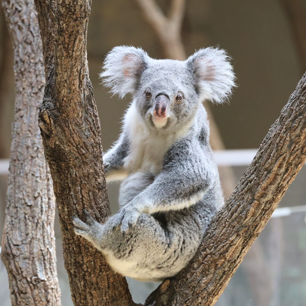 higashiyama5555's tweet photo. 美しいホリーさん🐨✨

＃東山動植物園　＃コアラ https://t.co/sMoTadpumr