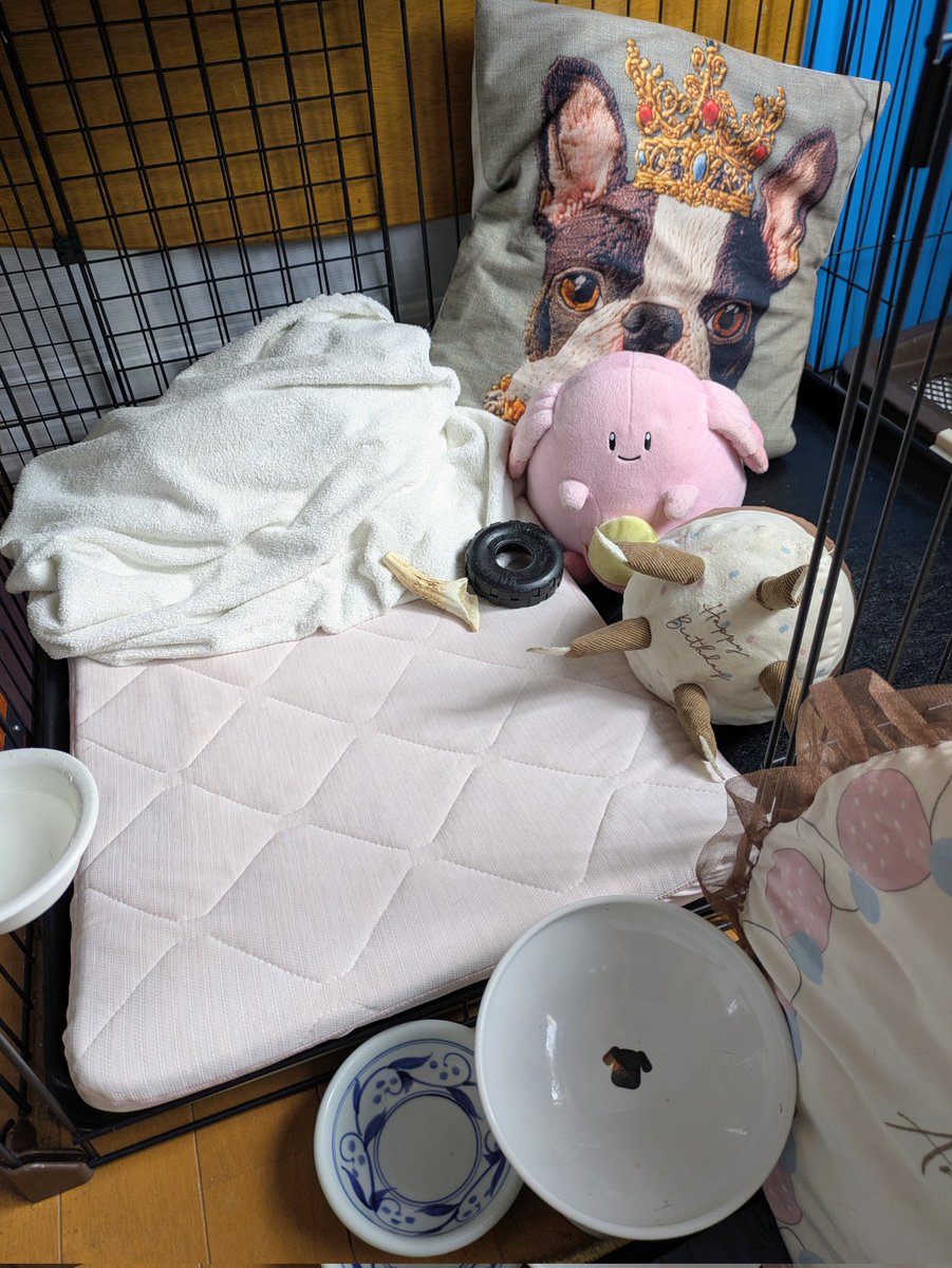 kyop22's tweet photo. 桃子🐕️🍑
１歳の #お誕生日 を
迎えました🙌2026/06/29
#ボストンテリア
 #BostonTerrier

Birthdayプレゼント🎁は
NITORIのペットマット＋
ACANA＆Butch等🎂🍽️

生後２ヶ月でお迎えして
様々なことがありました🥹
願いは１日でも永く元気で
傍にいて欲しいです🐕️✨️
パーティーの模様は改めて🥳 https://t.co/ZdVFGdB0P5