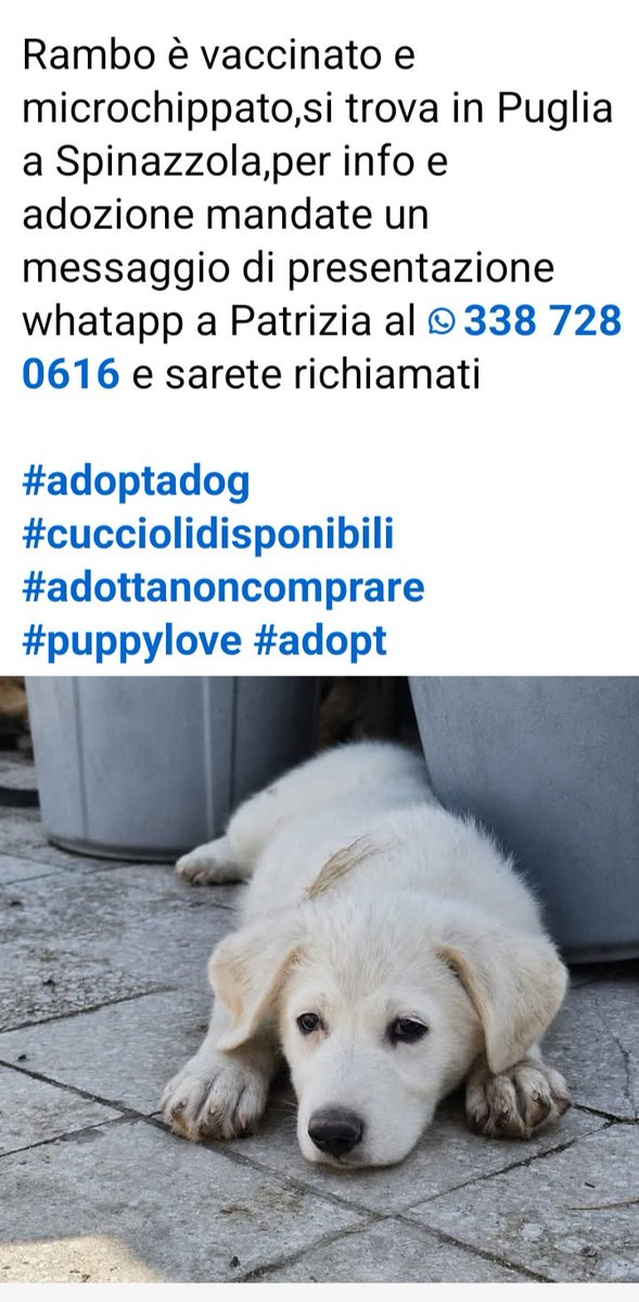 Gioia46507476's tweet photo. RAMBO, SIMIL MAREMMANO, HA CIRCA 3 MESI ED È RIMASTO SOLO E TRISTE😰 TUTTI I FRATELLINI SONO STATI ADOTTATI‼️ HA UN BELLISSIMO CARATTERE. CONDIVIDETELO,  PER FAVORE. GRAZIE.🙏🙏❤️❤️❤️ https://t.co/yrb2g4Kd5l