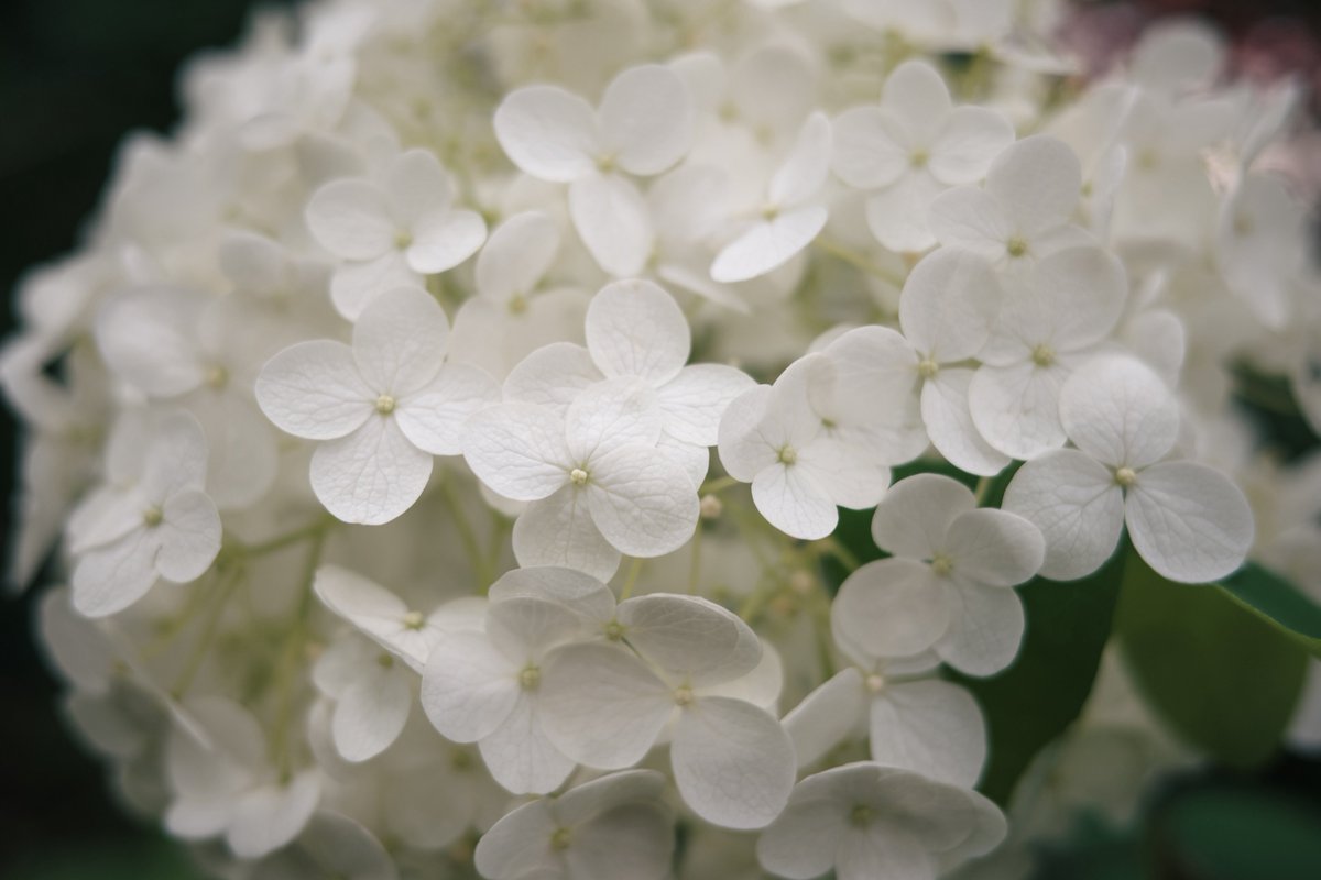 E_Roteflugel's tweet photo. 季節の花が好き

#キリトリセカイ
#写真が好きな人と繋がりたい
#RICOH
#GR4
#紫陽花
#高幡不動尊 https://t.co/NU5dMl8048
