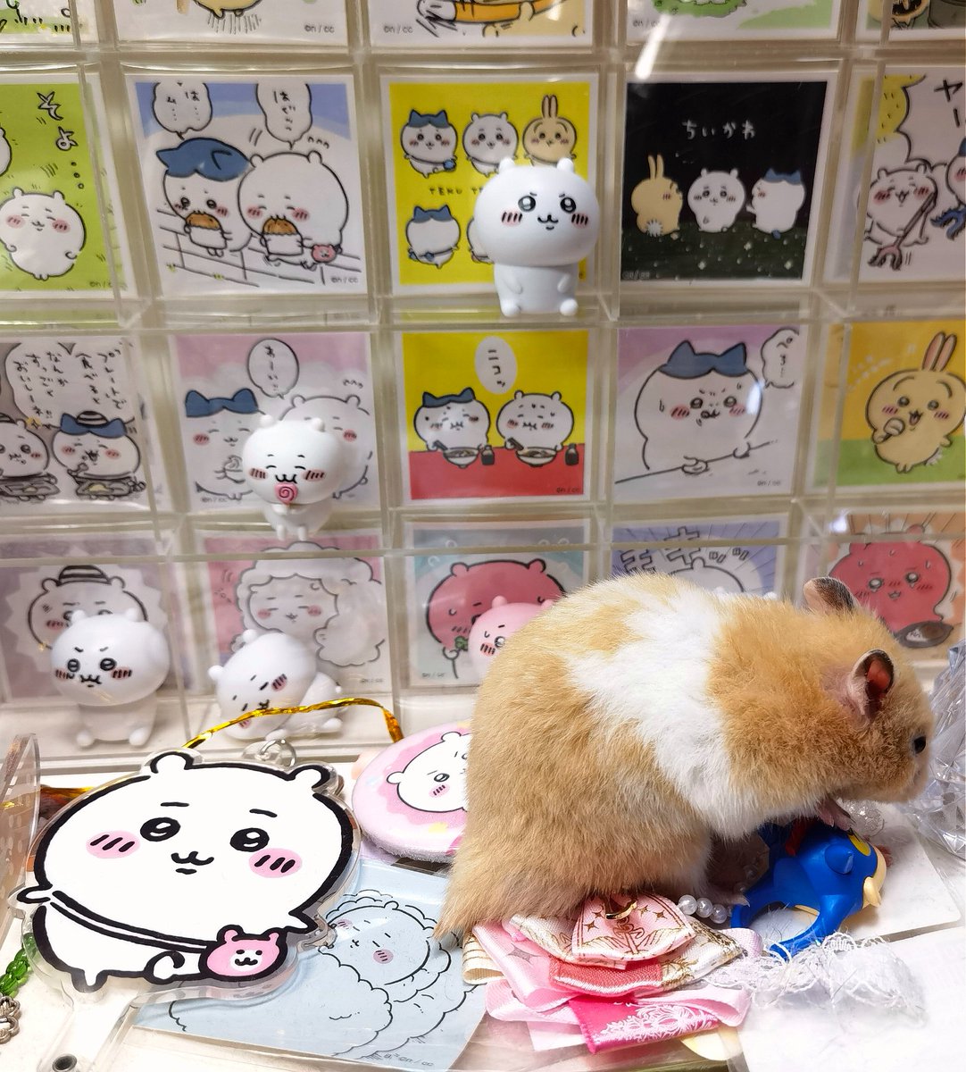 Matcha_Sea's tweet photo. 鼠 观看中👀 https://t.co/OG3TqTlmoX