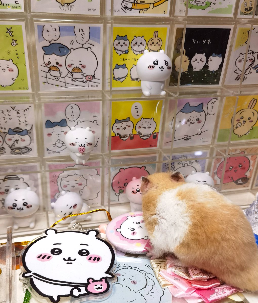 Matcha_Sea's tweet photo. 鼠 观看中👀 https://t.co/OG3TqTlmoX