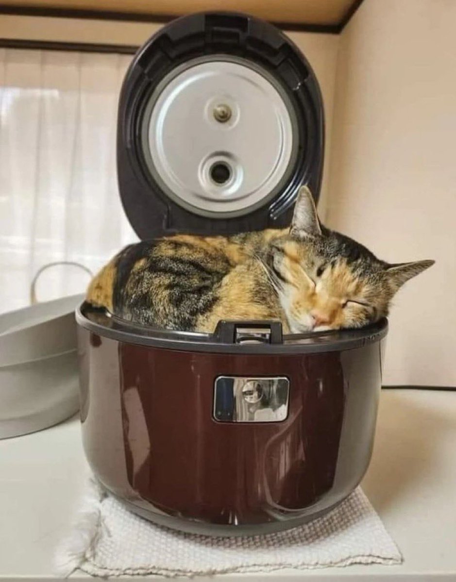 nekokolife's tweet photo. 炊き込みねこ https://t.co/HjcVJFYO9E