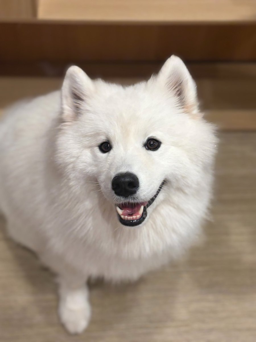 samoyedmoffu's tweet photo. 竹下通り店の天使ジェノ👼 https://t.co/cgk6Ewrl5a